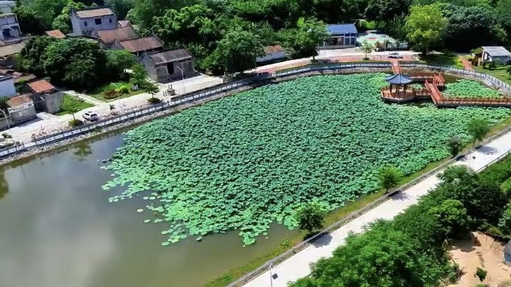 荷花池塘